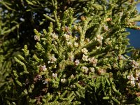 Juniperus phoenicea ssp turbinata 38, Saxifraga-Ed Stikvoort