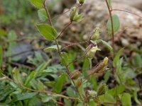 Kickxia elatine 25, Spiesleeuwenbek, Saxifraga-Ed Stikvoort