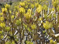 Kleinia neriifolia 15, Saxifraga-Tom Heijnen