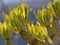 Kleinia neriifolia 17, Saxifraga-Tom Heijnen