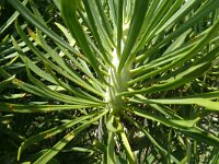 Kleinia neriifolia 18, Saxifraga-Hans Grotenhuis