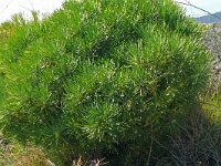 Kleinia neriifolia 19, Saxifraga-Hans Grotenhuis
