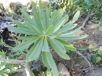 Kleinia neriifolia 2, Saxifraga-Rutger Barendse