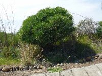 Kleinia neriifolia 20, Saxifraga-Hans Grotenhuis