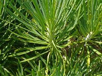Kleinia neriifolia 21, Saxifraga-Hans Grotenhuis