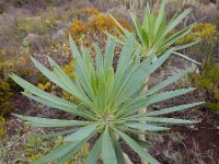 Kleinia neriifolia 8, Saxifraga-Ed Stikvoort