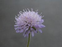 Knautia arvensis 41, Beemdkroon, Saxifraga-Willem van Kruijsbergen