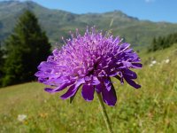 Knautia dipsacifolia 15, Bergknautia, Saxifraga-Ed Stikvoort