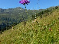 Knautia dipsacifolia 16, Bergknautia, Saxifraga-Ed Stikvoort