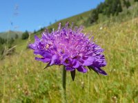 Knautia dipsacifolia 17, Bergknautia, Saxifraga-Ed Stikvoort