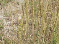 Koeleria macrantha 13, Smal fakkelgras, Saxifraga-Willem van Kruijsbergen