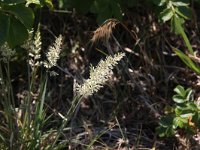 Koeleria macrantha 3, Smal fakkelgras, Saxifraga-Peter Meininger