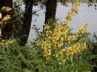 Koelreuteria paniculata 11, Gele zeepboom, Saxifraga-Ed Stikvoort : Millingerwaard