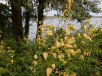 Koelreuteria paniculata 12, Gele zeepboom, Saxifraga-Ed Stikvoort : Millingerwaard