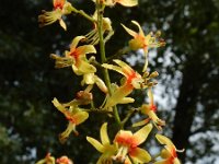 Koelreuteria paniculata 14, Gele zeepboom, Saxifraga-Ed Stikvoort : Millingerwaard