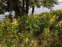 Koelreuteria paniculata 15, Gele zeepboom, Saxifraga-Ed Stikvoort : Millingerwaard