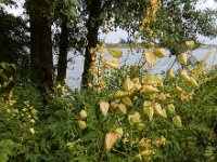 Koelreuteria paniculata 17, Gele zeepboom, Saxifraga-Ed Stikvoort : Millingerwaard