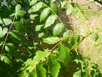 Koelreuteria paniculata 2, Gele zeepboom, Saxifraga-Rutger Barendse