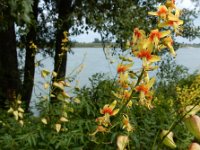 Koelreuteria paniculata 7, Gele zeepboom, Saxifraga-Ed Stikvoort : Millingerwaard