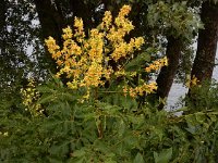 Koelreuteria paniculata 8, Gele zeepboom, Saxifraga-Ed Stikvoort : Millingerwaard