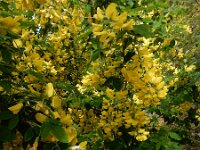 Laburnum anagyroides 6, Goudenregen, Saxifraga-Ed Stikvoort