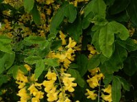 Laburnum anagyroides 7, Goudenregen, Saxifraga-Ed Stikvoort