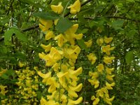 Laburnum anagyroides 8, Goudenregen, Saxifraga-Ed Stikvoort