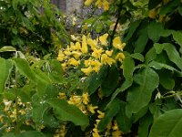 Laburnum anagyroides 9, Goudenregen, Saxifraga-Ed Stikvoort