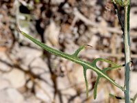 Lactuca viminea 4, Saxifraga-Sonja Bouwman  Pliant lettuce - Lactuca viminea - Asteraceae familie