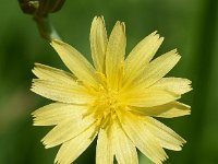 Lactuca virosa 34, Gifsla, Saxifraga-Sonja Bouwman  764. Gifsla - Lactuca virosa - Asteraceae familie (i) Utrecht