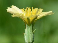 Lactuca virosa 35, Gifsla, Saxifraga-Sonja Bouwman  764. Gifsla - Lactuca virosa - Asteraceae familie (i)