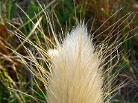 Lagurus ovatus 36, Saxifraga-Hans Grotenhuis