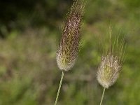 Lagurus ovatus 13, Saxifraga-Jan van der Straaten
