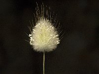 Lagurus ovatus 4, Saxifraga-Jan van der Straaten