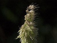 Lamarckia aurea