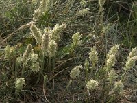 Lamarckia aurea 12, Pluimstaartje, Saxifraga-Willem van Kruijsbergen