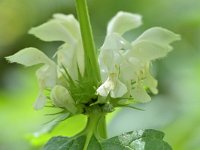 Lamium album 34, Witte dovenetel, Saxifraga-Tom Heijnen