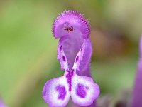 Lamium amplexicaule 27, Hoenderbeet, Saxifraga-Sonja Bouwman  Hoenderbeet - Lamium amplexicaule - Lamiaceae familie; Embalse de Canales - Granada (Es)