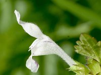 Lamium bifidum 5, Saxifraga-Sonja Bouwman  1097. Lamium bifidum - Lamiaceae familie