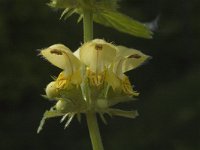 Lamium galeobdolon 2, Gele dovenetel, Saxifraga-Jan van der Straaten