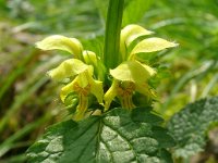 Lamium galeobdolon 46, Gele dovenetel, Saxifraga-Hans Grotenhuis