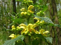 Lamium galeobdolon 49, Gele dovenetel, Saxifraga-Hans Grotenhuis