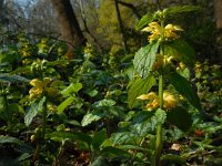 Lamium galeobdolon ssp argentatum 51, Bonte gele dovenetel, Saxifraga-Ed Stikvoort