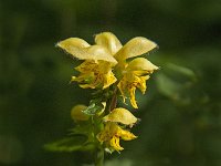 Lamium galeobdolon ssp galeobdolon 22, Gele dovenetel, Saxifraga-Jan van der Straaten