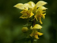 Lamium galeobdolon ssp galeobdolon 24, Gele dovenetel, Saxifraga-Jan van der Straaten