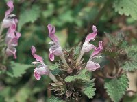 Lamium garganicum 2, Saxifraga-Jan van der Straaten