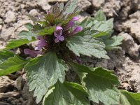 Lamium hybridum 1, Ingesneden dovenetel, Saxifraga - Peter Meininger