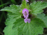 Lamium hybridum 12, Ingesneden dovenetel, Saxifraga-Rutger Barendse