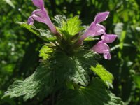 Lamium hybridum 13, Ingesneden dovenetel, Saxifraga-Rutger Barendse