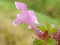 Lamium hybridum 16, Ingesneden dovenetel, Saxifraga-Rutger Barendse